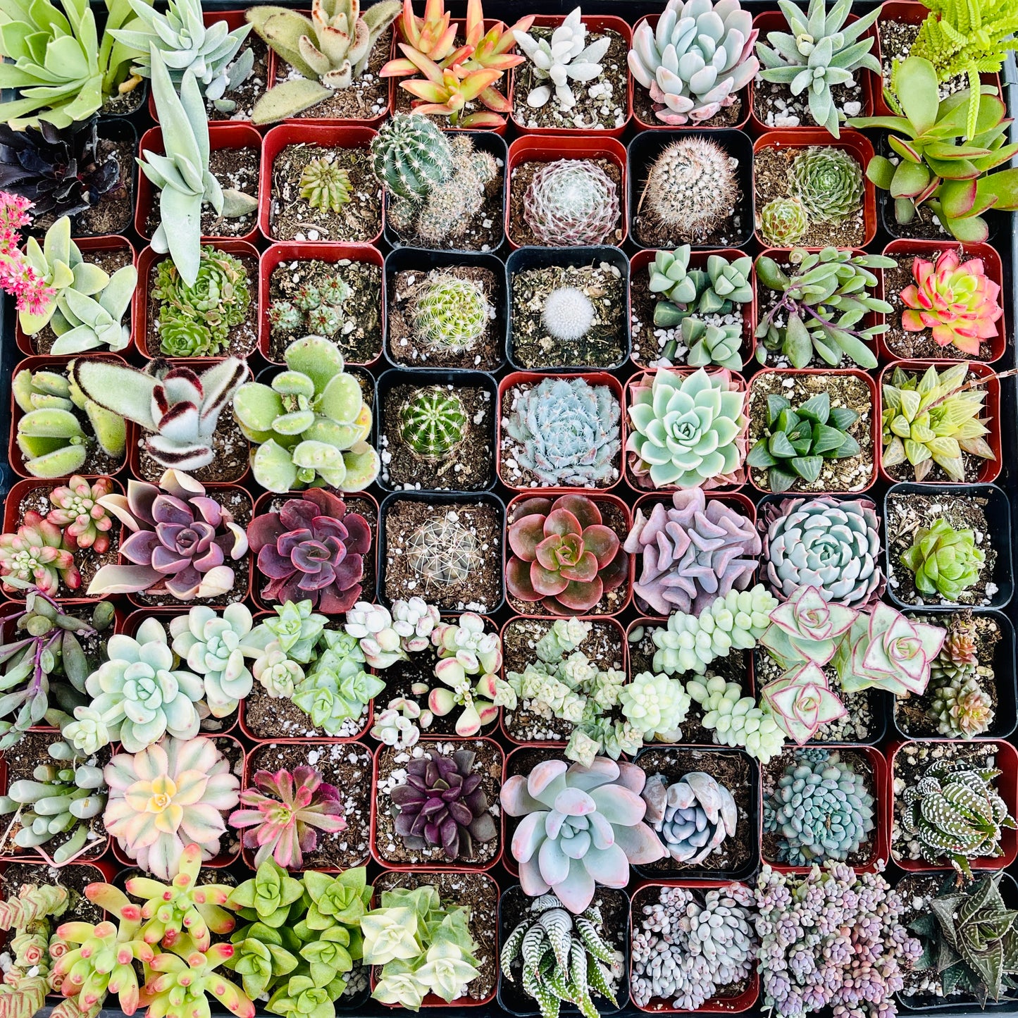 2“ Assorted Mini Succulents - No Duplicates